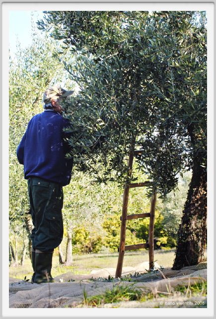 tenuta_di_arceno1425