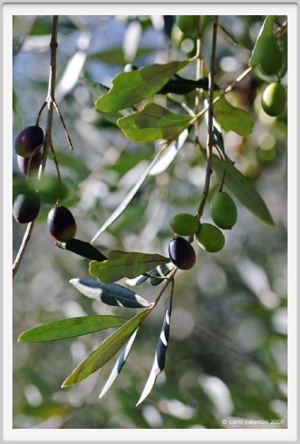 tenuta_di_arceno1344