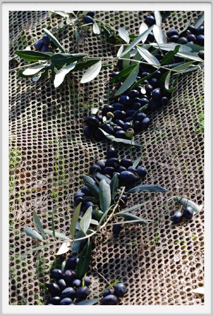 tenuta_di_arceno1431