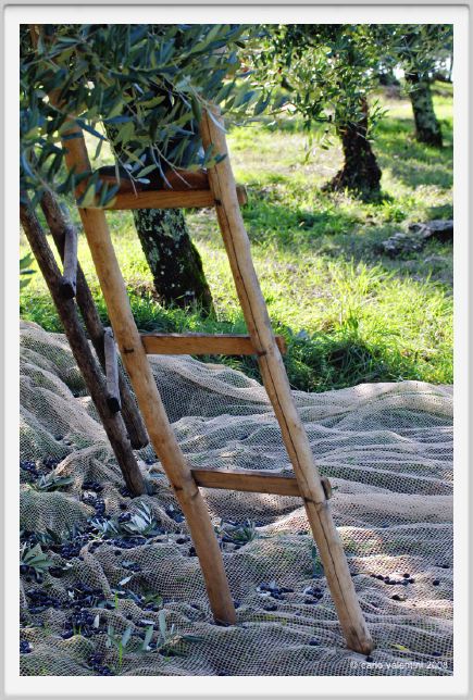 tenuta_di_arceno1432