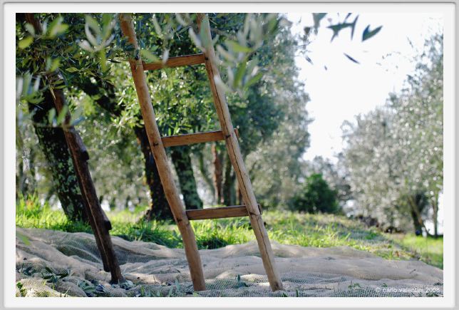 tenuta_di_arceno1433