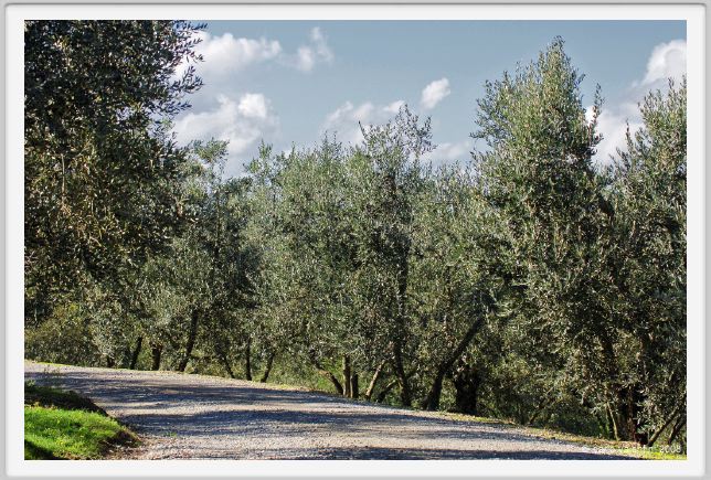 tenuta_di_arceno1440
