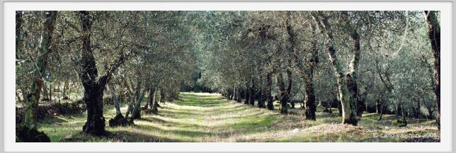 tenuta_di_arceno1444