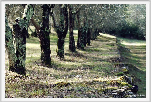 tenuta_di_arceno1445