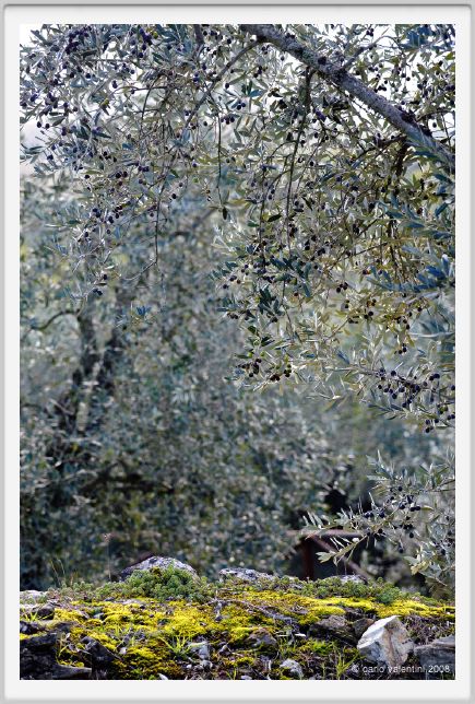 tenuta_di_arceno1453