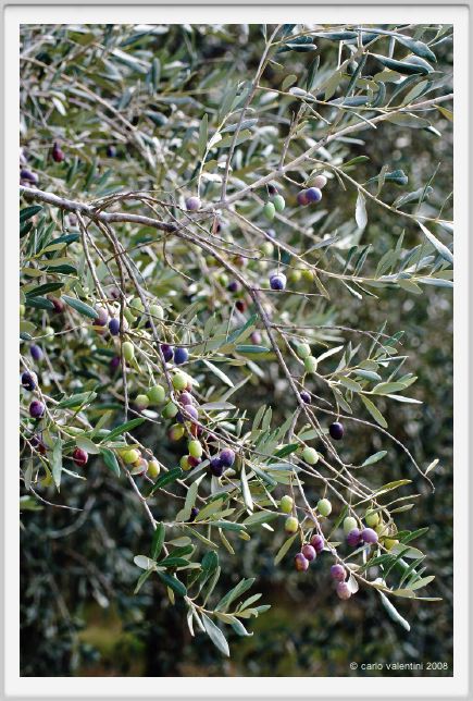 tenuta_di_arceno1458