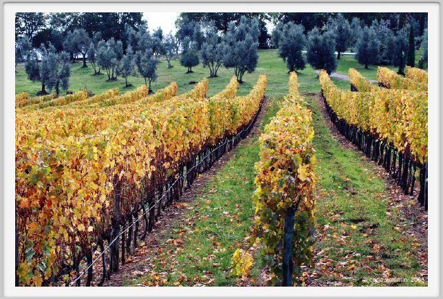 tenuta_di_arceno1468