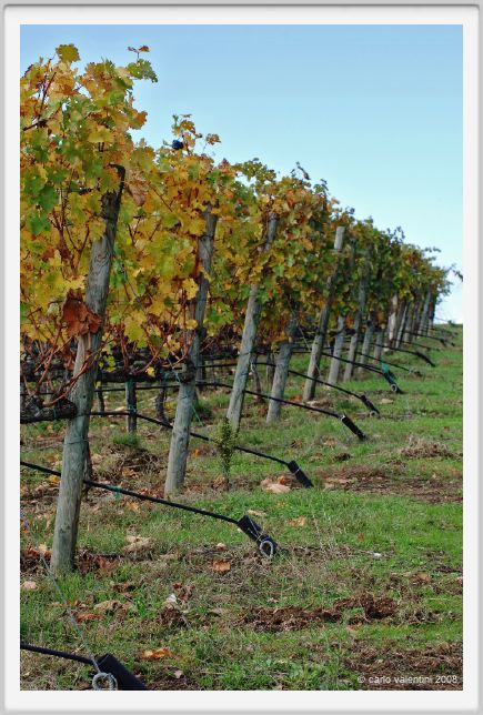 tenuta_di_arceno1473