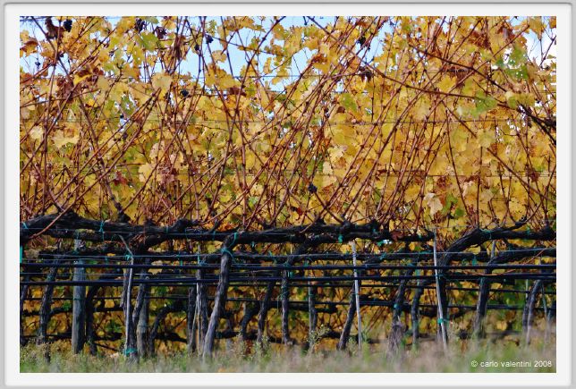 tenuta_di_arceno1474