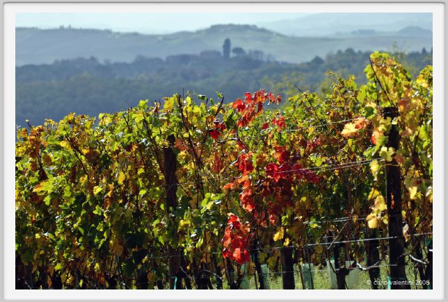 tenuta_di_arceno1484