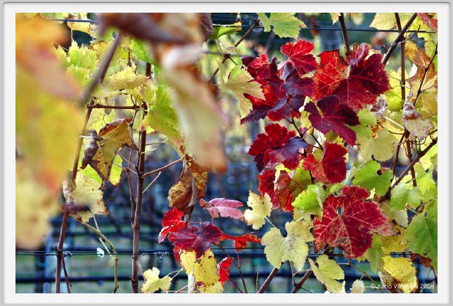 tenuta_di_arceno1487