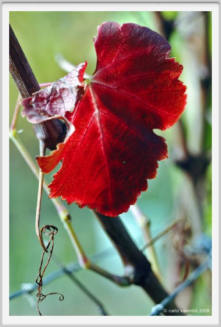 tenuta_di_arceno1488
