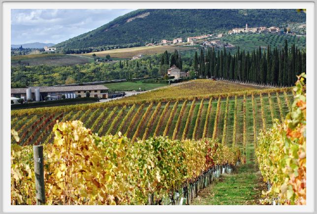 tenuta_di_arceno1495