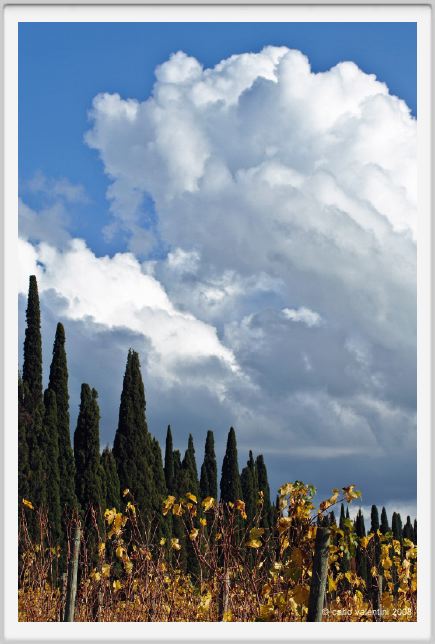 tenuta_di_arceno1509