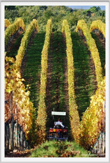 tenuta_di_arceno1511