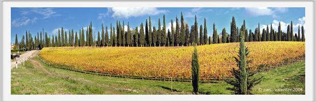 tenuta_di_arceno1527