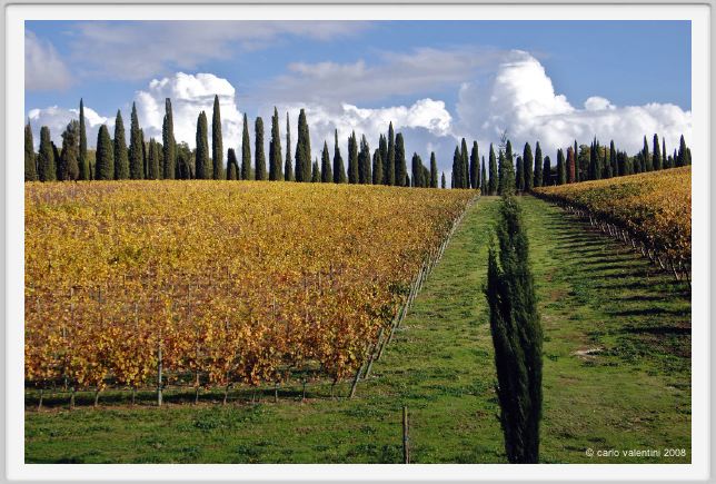 tenuta_di_arceno1529