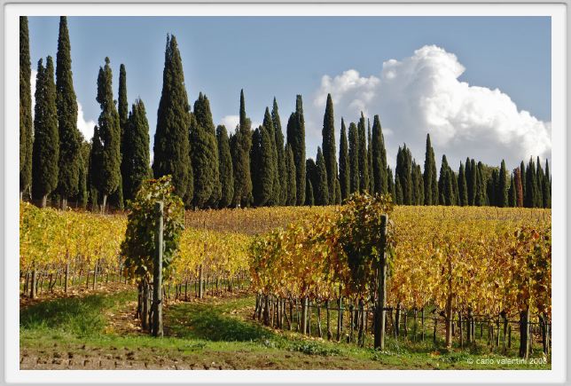 tenuta_di_arceno1531