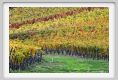 tenuta_di_arceno1532