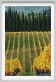 tenuta_di_arceno1542