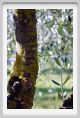 tenuta_di_arceno1351