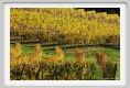 tenuta_di_arceno1552