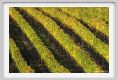 tenuta_di_arceno1555