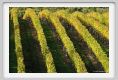 tenuta_di_arceno1556