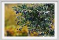tenuta_di_arceno1557