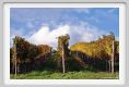 tenuta_di_arceno1562