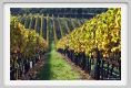 tenuta_di_arceno1574