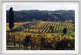 tenuta_di_arceno1575