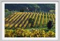tenuta_di_arceno1576
