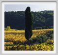 tenuta_di_arceno1577