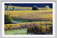 tenuta_di_arceno1578