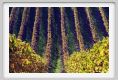 tenuta_di_arceno1579