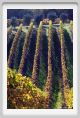 tenuta_di_arceno1580