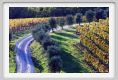 tenuta_di_arceno1584