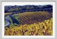 tenuta_di_arceno1585