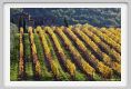 tenuta_di_arceno1589