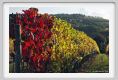 tenuta_di_arceno1590