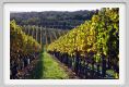 tenuta_di_arceno1595