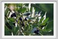tenuta_di_arceno1601
