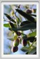 tenuta_di_arceno1603