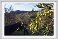 tenuta_di_arceno1610