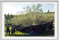 tenuta_di_arceno1615