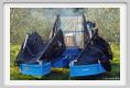 tenuta_di_arceno1617