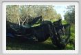 tenuta_di_arceno1621