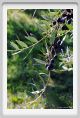 tenuta_di_arceno1356