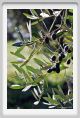 tenuta_di_arceno1358